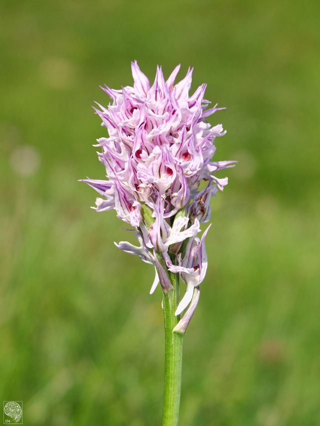 Alpe di Vobbia (GE) -Neotinea tridentata